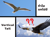 ทำไมนกไม่มีหางดิ่ง (Vertical Tail)