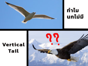 ทำไมนกไม่มีหางดิ่ง (Vertical Tail)